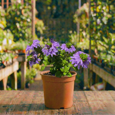 סקבולה שופעת קוטר עציץ 12 ס