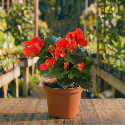 ביגוניה ורד קוטר עציץ 15 ס