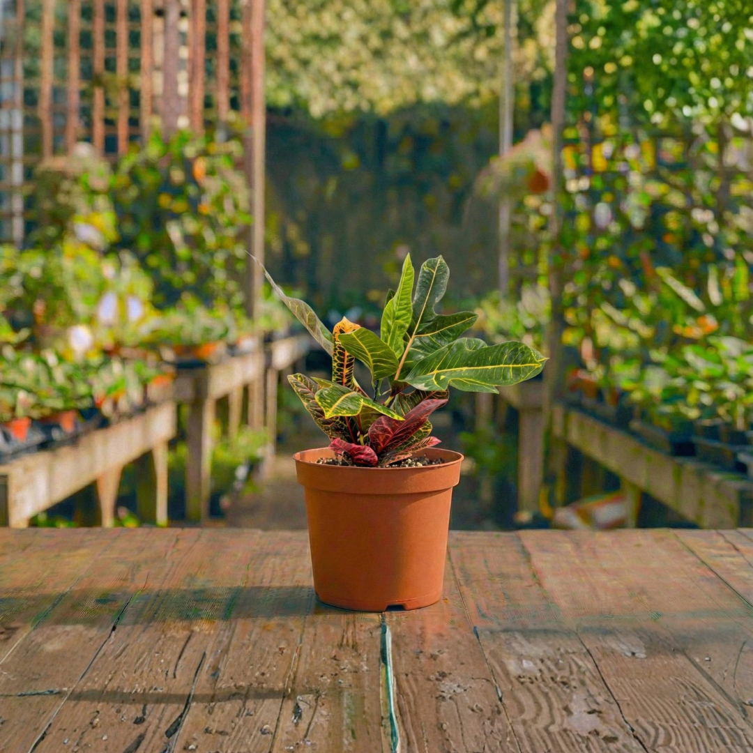 קרוטון קוטר עציץ 15 ס״מ (רב שנתי לבית ולגינה)