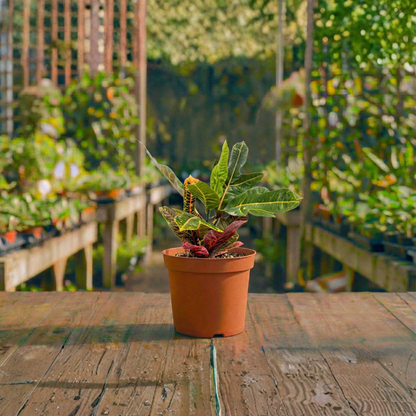 קרוטון קוטר עציץ 15 ס״מ (רב שנתי לבית ולגינה)