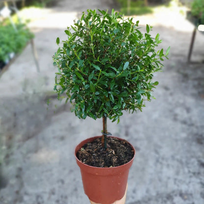 Potted spherical shrub in a garden setting