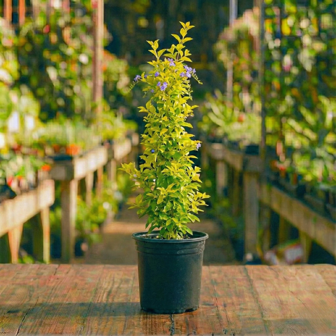 דורנטה קוטר עציץ 24 ס"מ (10 ליטר) (רב שנתי לגינה)