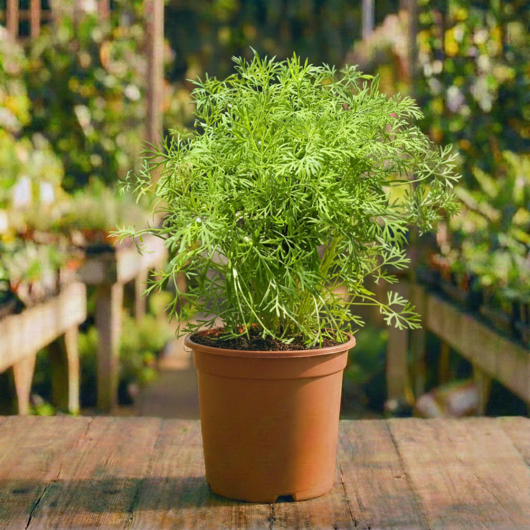 שמיר בקוטר עציץ 12 ס"מ (חד שנתי לגינה)