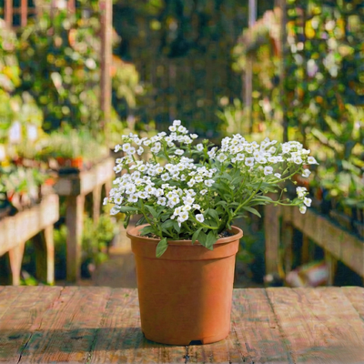 סלסלי כסף קוטר עציץ 12 ס