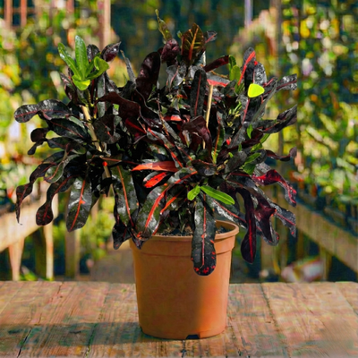 קרוטון מסולסל