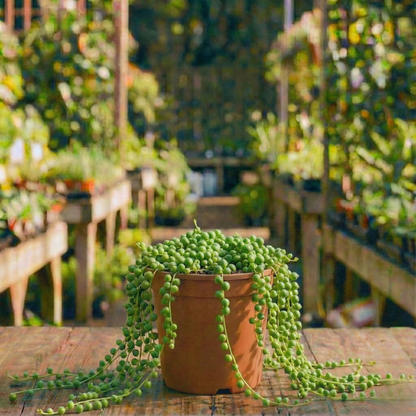 סביון כדורי קוטר עציץ 12 ס״מ (רב שנתי לבית ולגינה)