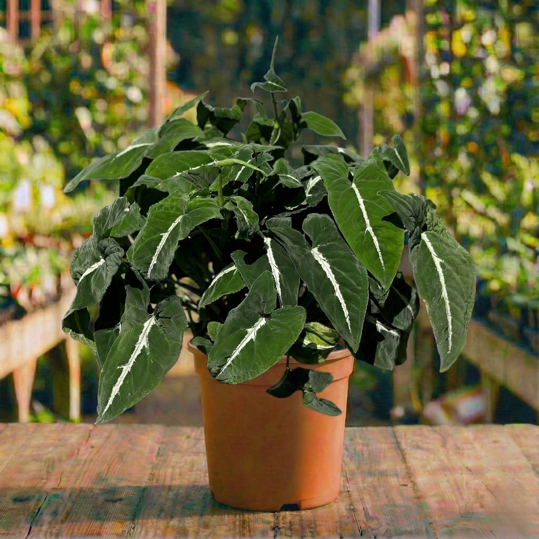 סינגוניום וונדלנדי קוטר עציץ 18 ס"מ (רב שנתי לבית)