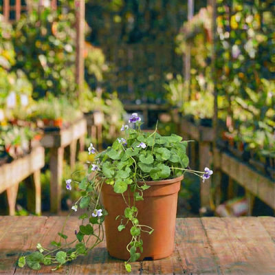 סיגלית אוסטרלית קוטר עציץ 12 ס