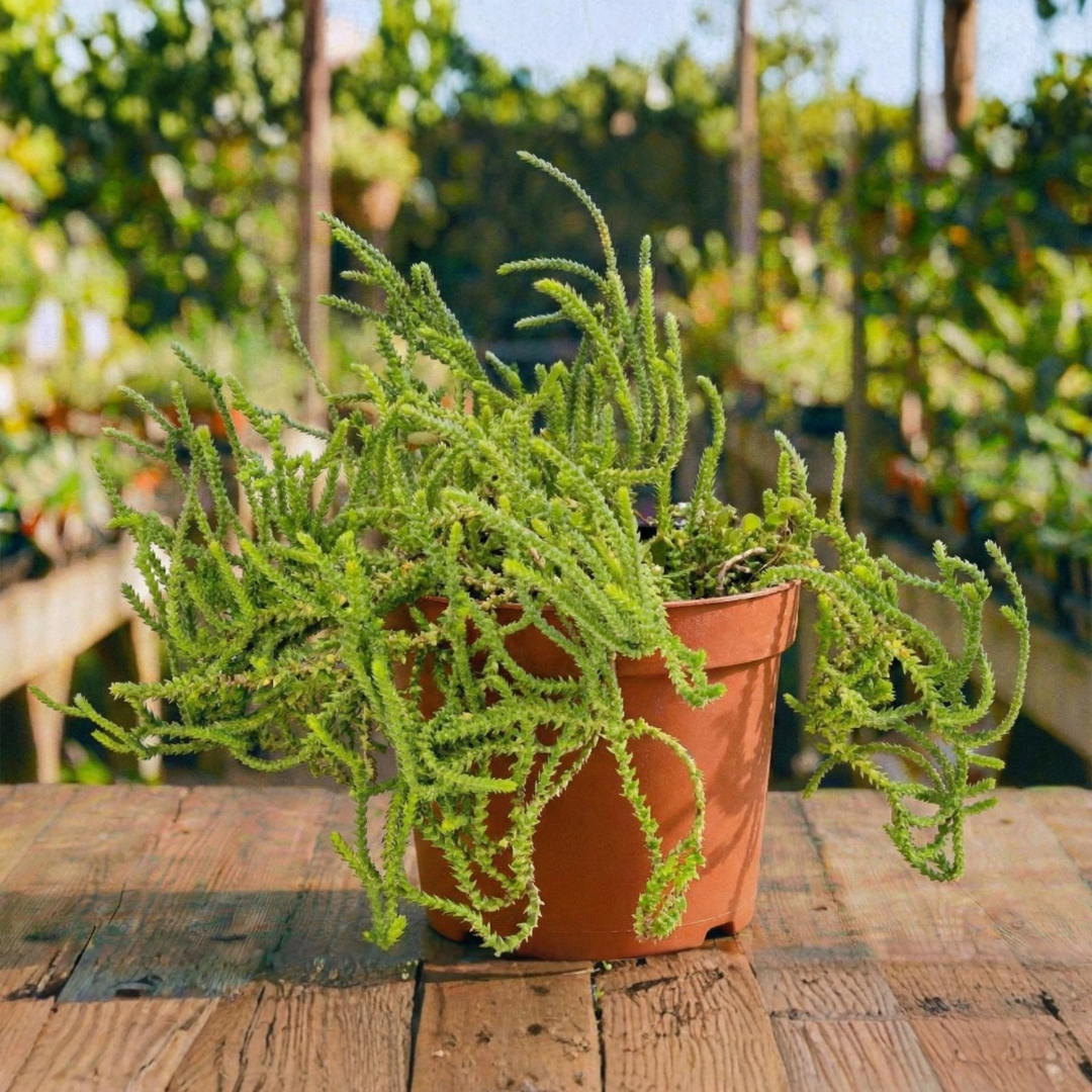 קרסולה קשקשית (רב שנתי לבית ולגינה)