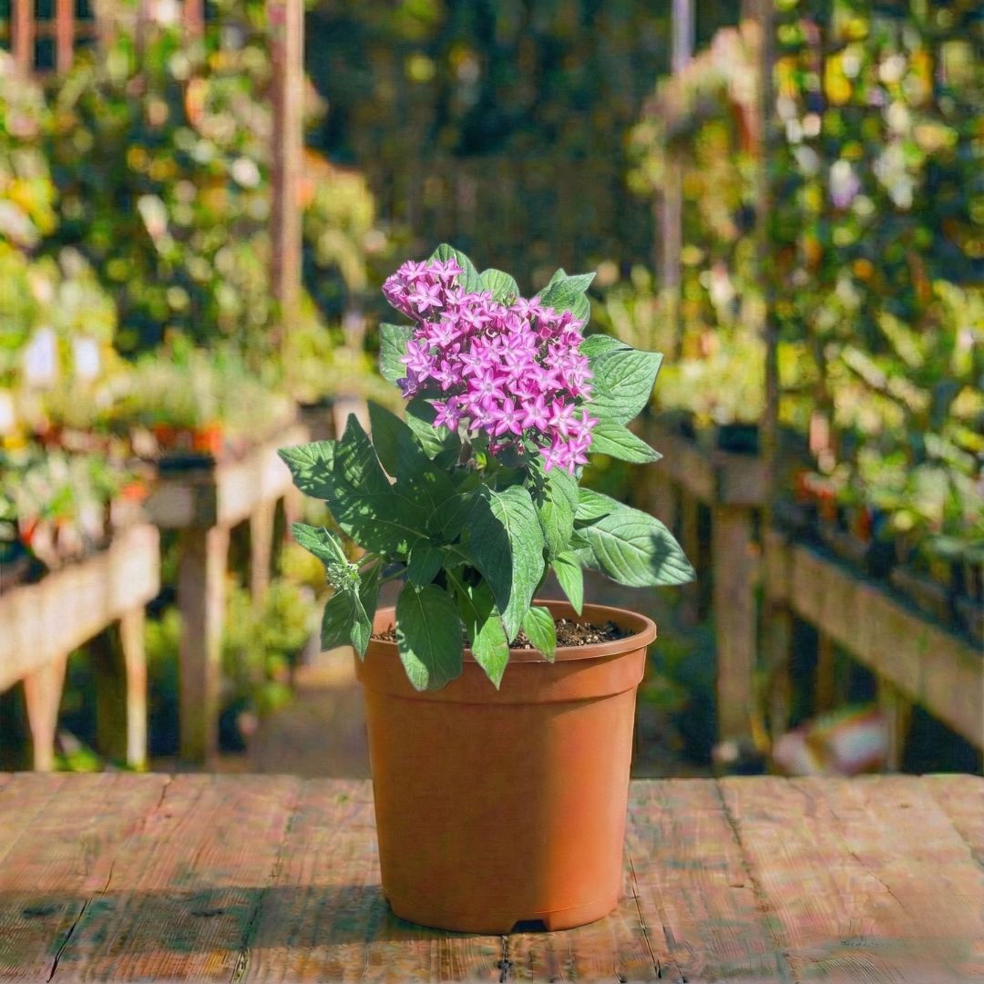 פנטס קוטר עציץ 12 ס״מ (רב שנתי לגינה)