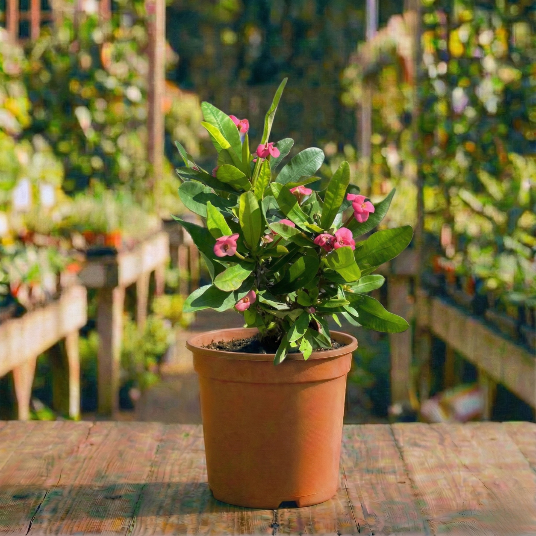 חלבלוב קוצני קוטר עציץ 12 ס"מ