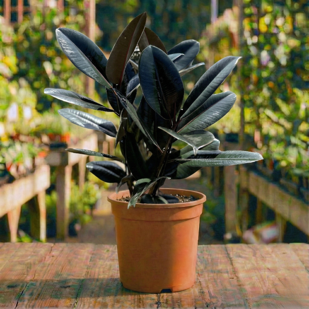 פיקוס גומי ענף אחד 10 ליטר