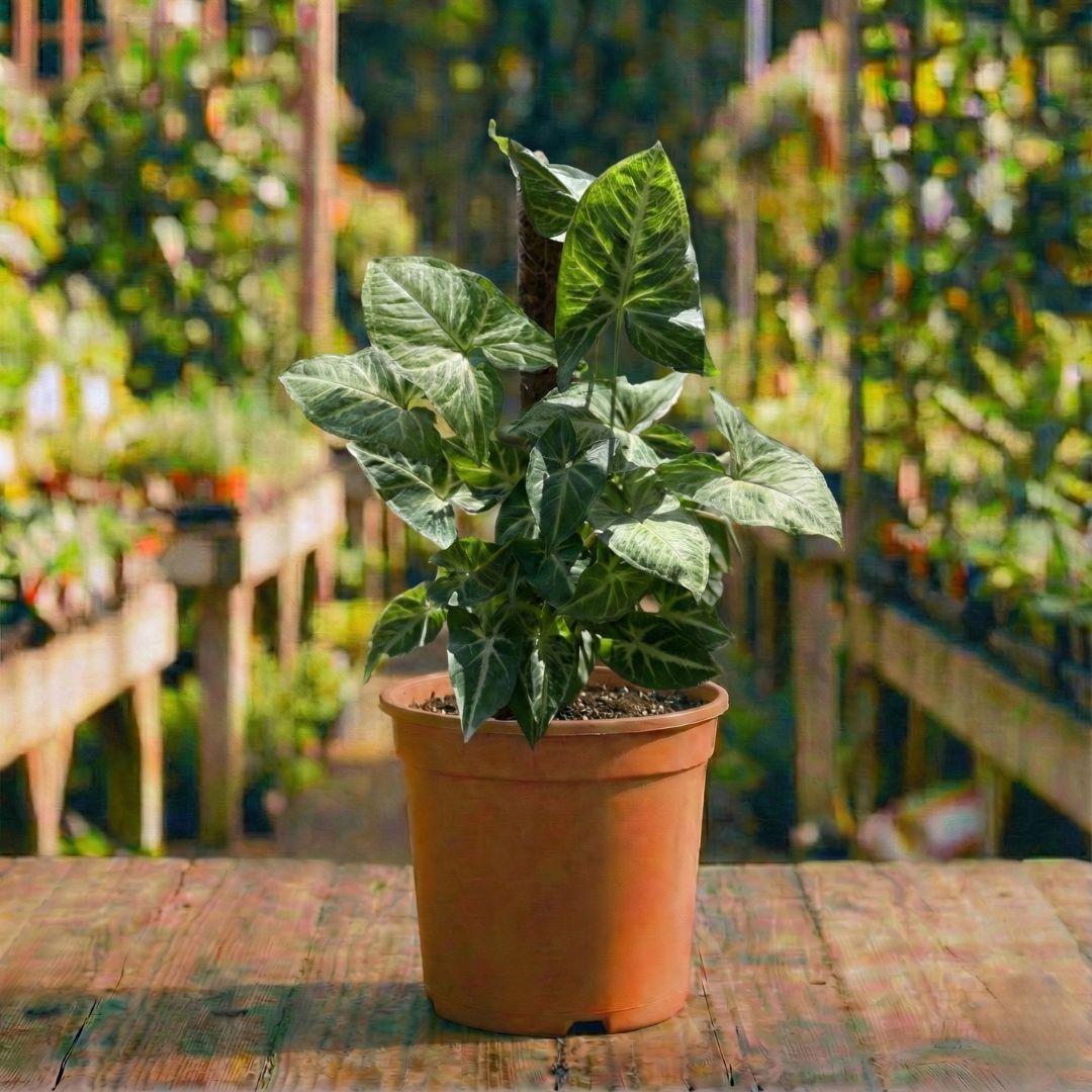 סינגוניום פודופיוליום קוטר עציץ 18 ס"מ (רב שנתי לבית)