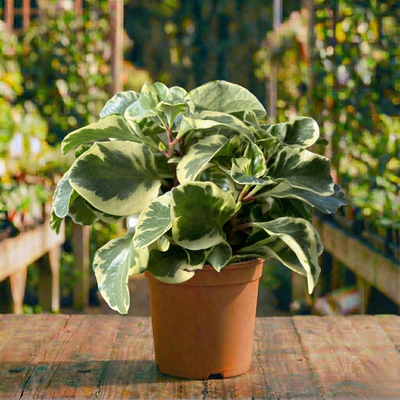 פפרומיה מגניפולה