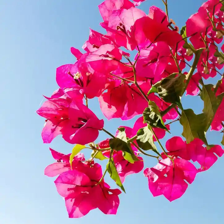Close-up of bright pink flowers against a clear blue sky