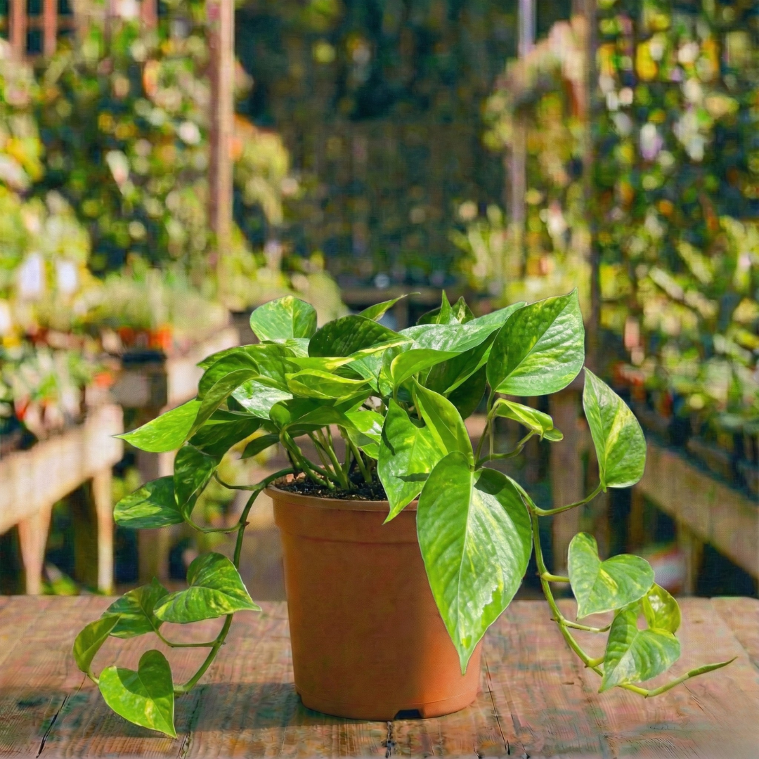 פוטוס רב שנתי לבית