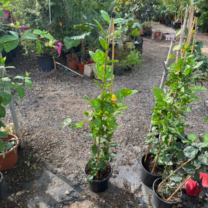 Plants in pots on a gravelly ground with greenery in the background
