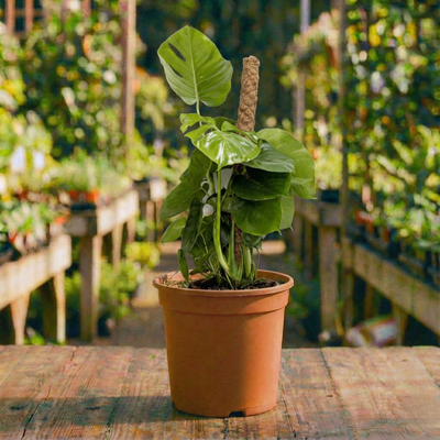 מונסטרה קוטר עציץ 24 ס