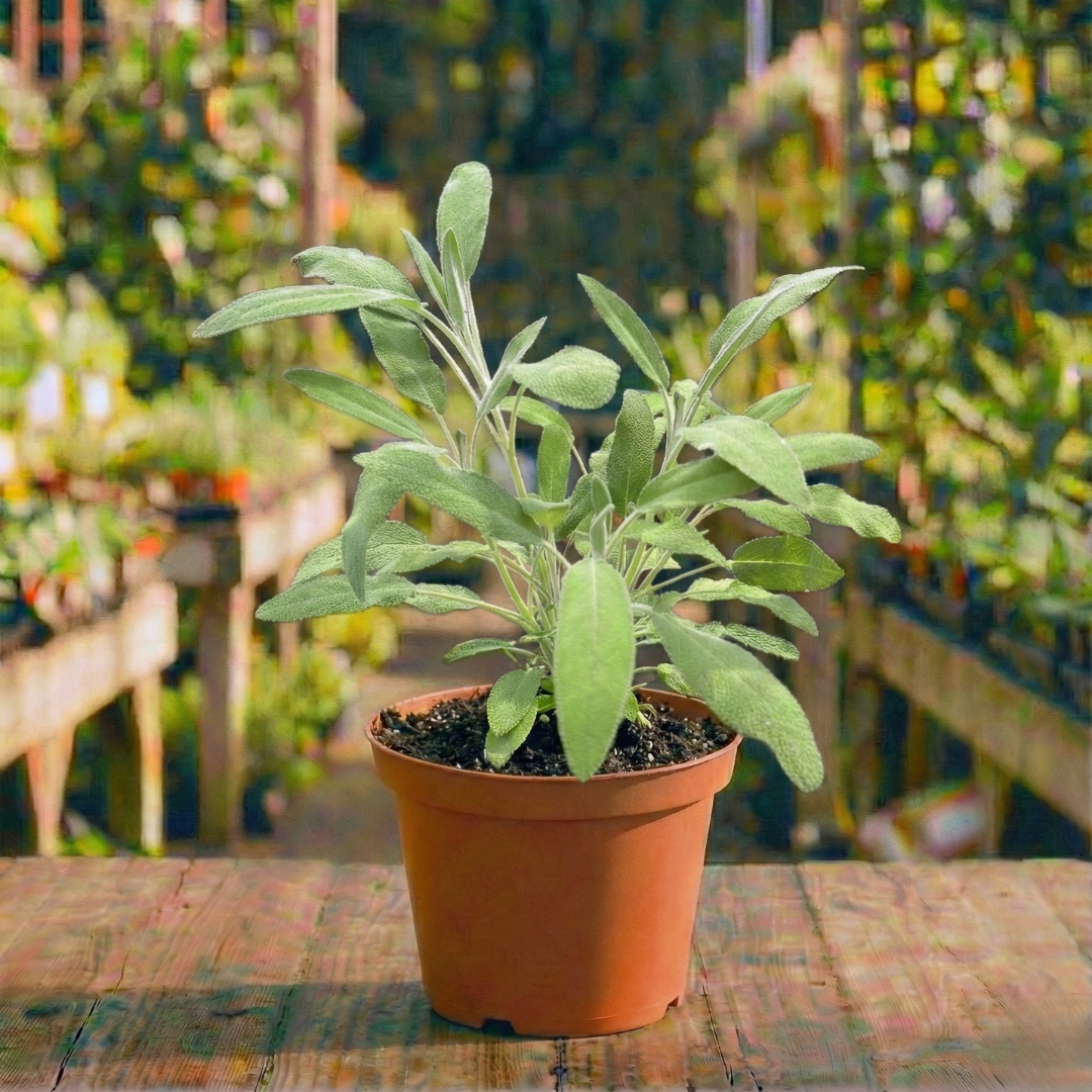 מרווה רפואית עציץ 12 ס"מ (רב שנתי לגינה)