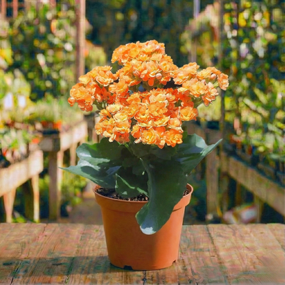 ניצנית רב שנתי לבית ולגינה