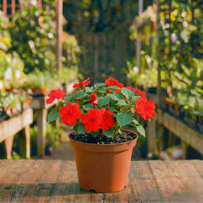 בשמת עציץ 12 ס