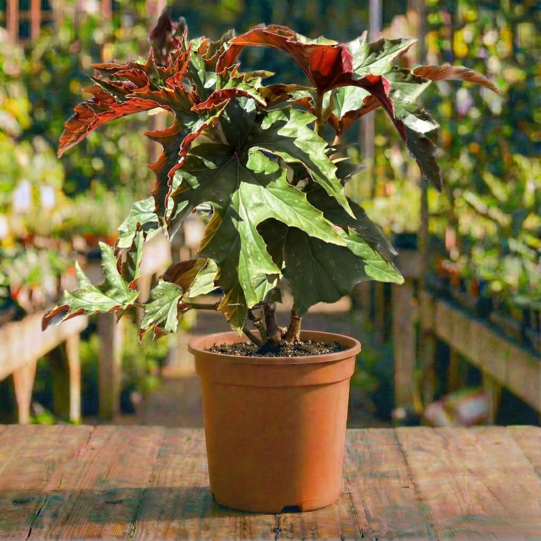 ביגוניה דרגון קוטר עציץ 15 ס"מ (רב שנתי לגינה)