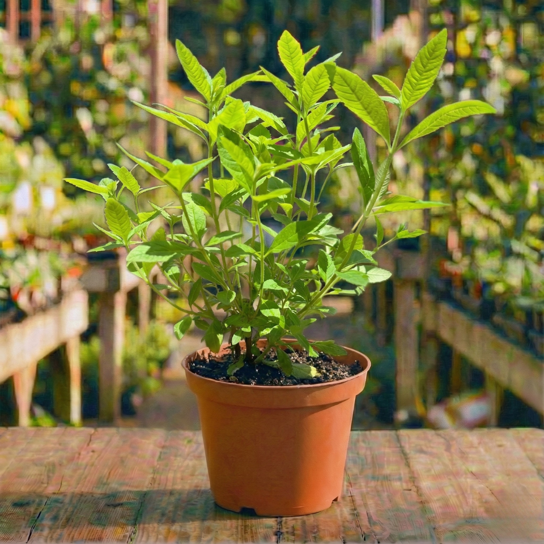 לואיזה עציץ 12 ס"מ (רב שנתי לגינה)