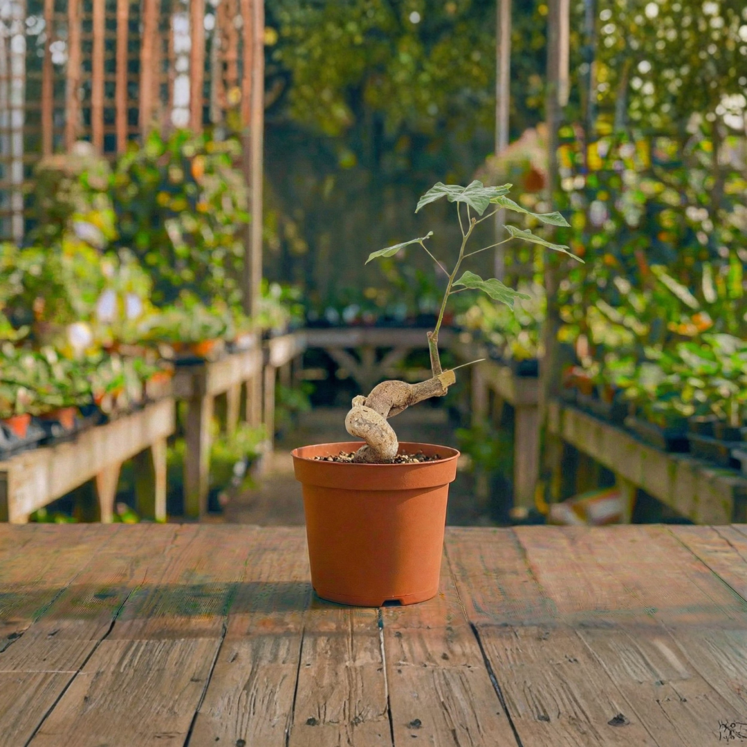 עץ האהבה עציץ 12 ס"מ רב שנתי לבית ולגינה
