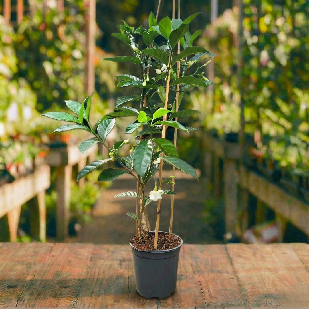 בירנית (טברנמונטנה) קוטר עציץ 30 ס"מ (25 ליטר) (רב שנתי לגינה)