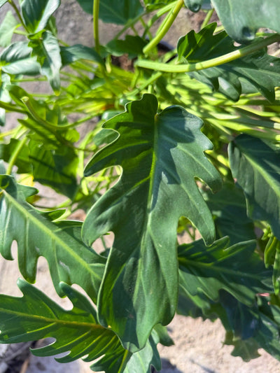 קסנדו 10 ליטר רב שנתי לבית ולגינה