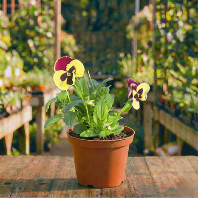 אמנון ותמר קוטר עציץ 12 ס