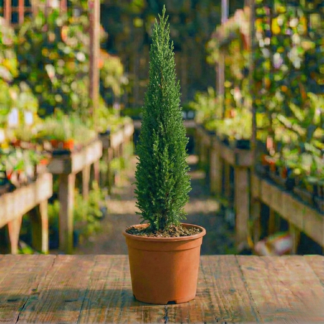 ברוש טוטם 24 ס"מ (10 ליטר) (רב שנתי לגינה)