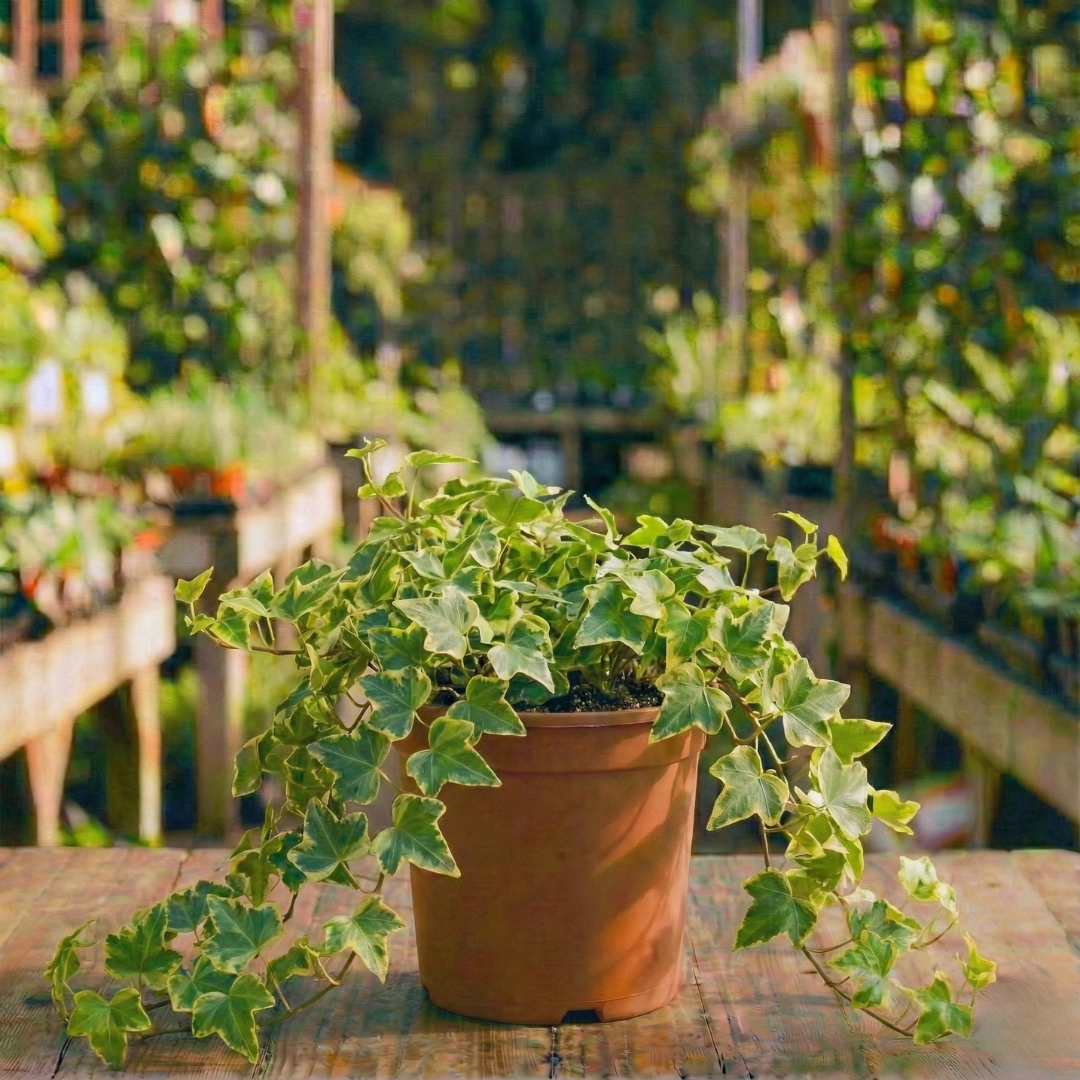 קיסוס קוטר עציץ 20 ס״מ (רב שנתי לבית ולגינה)