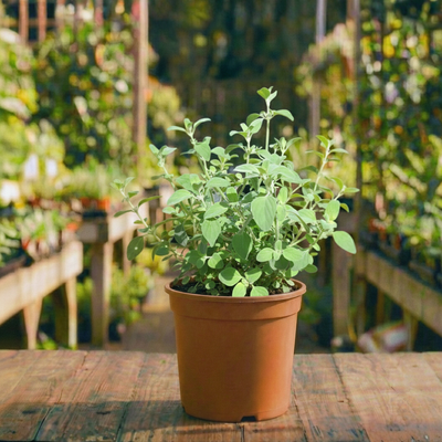 זעתר עציץ 12 ס