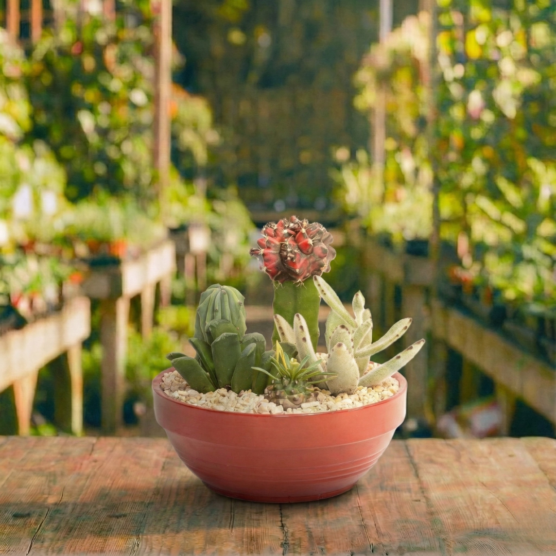 קוקטייל קקטוס גדול
