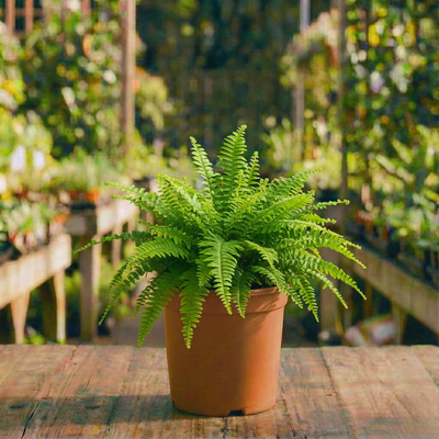 שרך בוסטון (רב שנתי לבית ולגינה)