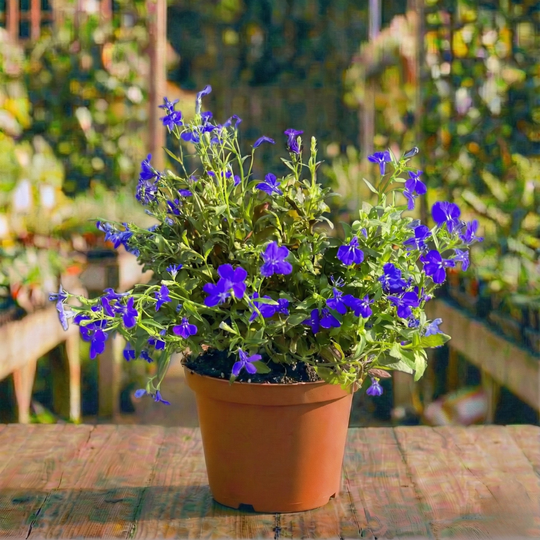 לובליה כחולה קוטר עציץ 12 ס"מ (רב שנתי לגינה)