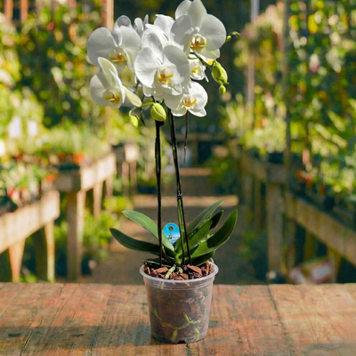 סחלב (אורכידאה) קוטר עציץ 18 ס