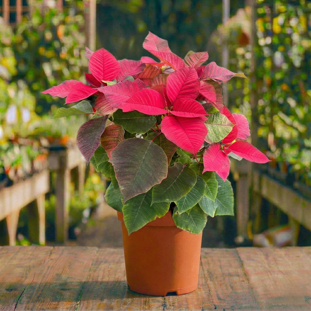 חלבלוב אדום קוטר עציץ 18 ס"מ (עונתי חורף-סתיו לבית)