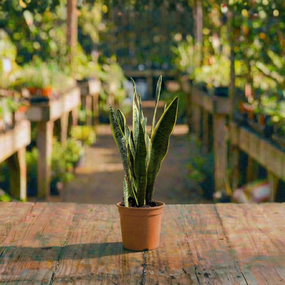 סנסיווריה קוטר עציץ 15 ס"מ (רב שנתי לבית ולגינה)