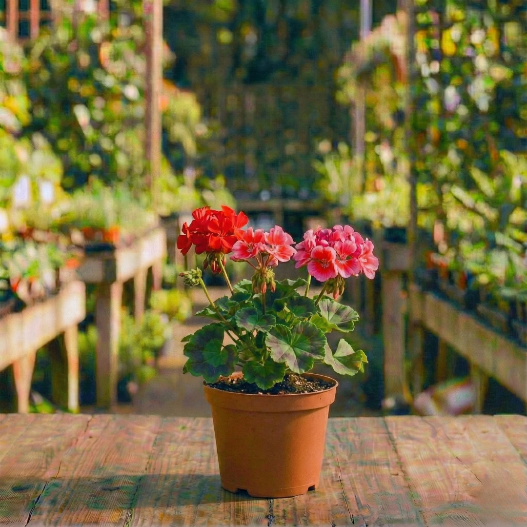 גרניום עציץ 12 ס"מ (רב שנתי לגינה)