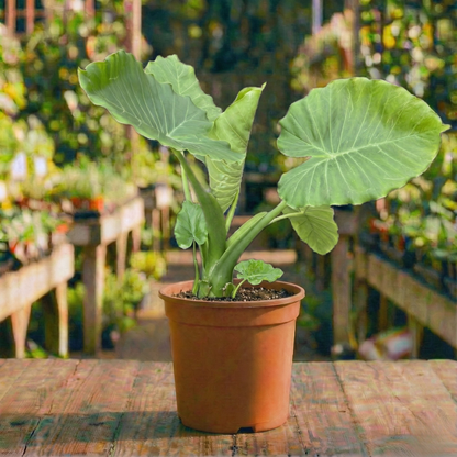 אוזן פיל אלוקסיה רב שנתי לבית ולגינה