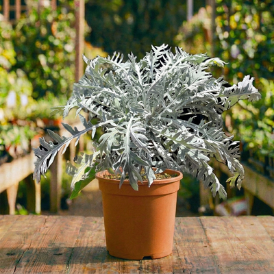 סביון מלבין קוטר עציץ 15 ס