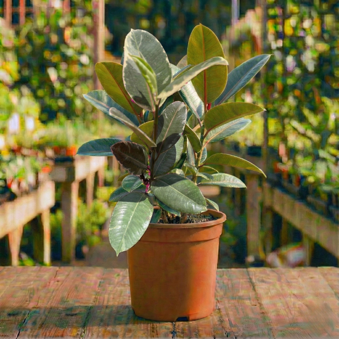 פיקוס גומי מגוון בקוטר עציץ 12 ס"מ (רב שנתי לבית)