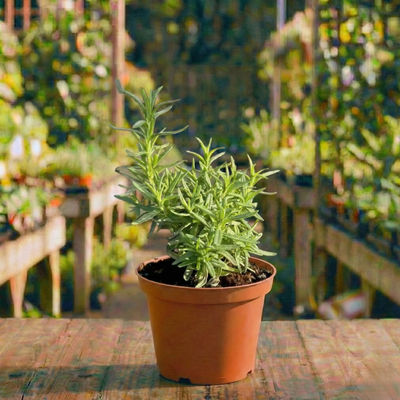 רוזמרין עציץ 12 ס