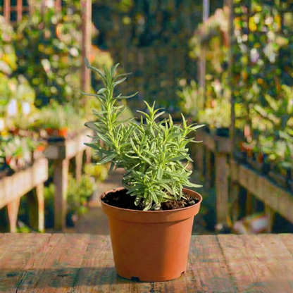 רוזמרין עציץ 12 ס"מ (רב שנתי לגינה)