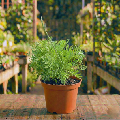 צמח לבנדר רב שנתי לגינה