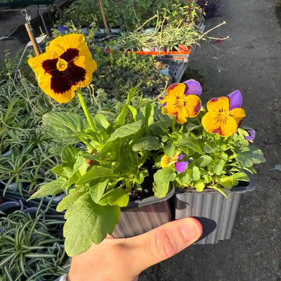 מיקס שישיית צמחים בכוסיות