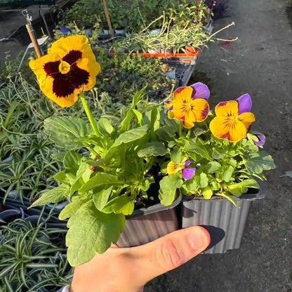 צמח אמנון ותמר בכוסיות קטנות