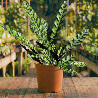 קלתאה אינסיגניס קוטר עציץ 15 ס״מ (רב שנתי לבית)